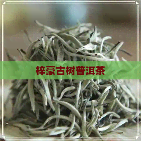 梓豪古树普洱茶