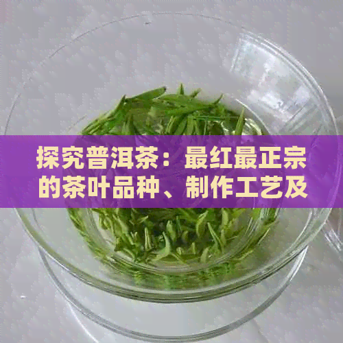 探究普洱茶：最红最正宗的茶叶品种、制作工艺及其品饮方法全解析