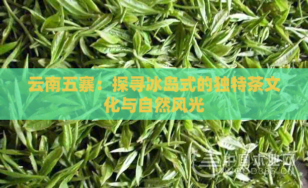 云南五寨：探寻冰岛式的独特茶文化与自然风光