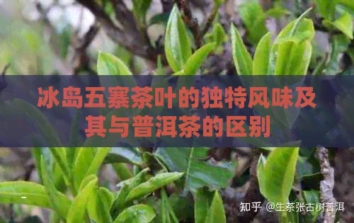 冰岛五寨茶叶的独特风味及其与普洱茶的区别