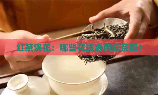 红茶浇花：哪些花适合用红茶肥？