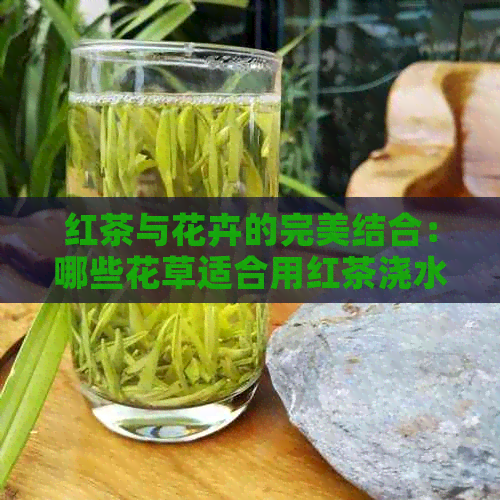 红茶与花卉的完美结合：哪些花草适合用红茶浇水养护？