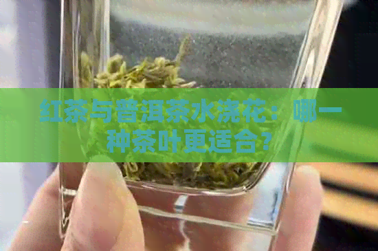 红茶与普洱茶水浇花：哪一种茶叶更适合？