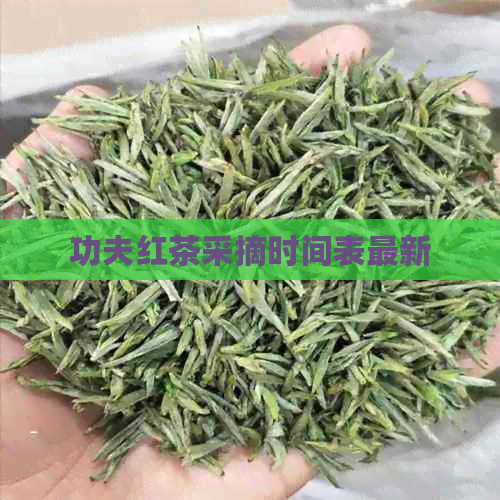 功夫红茶采摘时间表最新