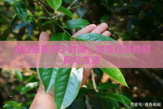 泡红茶要多少时间：冲泡红茶的时间与方法