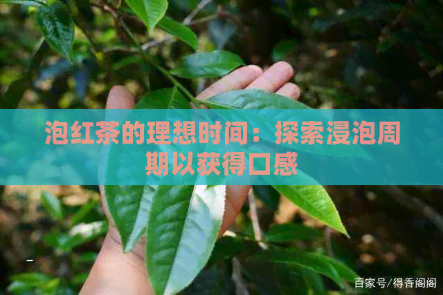 泡红茶的理想时间：探索浸泡周期以获得口感