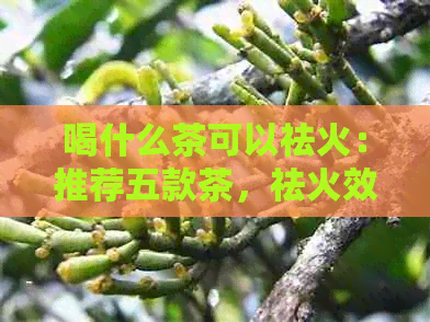 喝什么茶可以祛火：推荐五款茶，祛火效果一流！