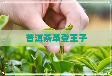 普洱茶革登王子