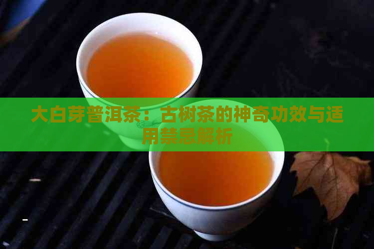 大白芽普洱茶：古树茶的神奇功效与适用禁忌解析