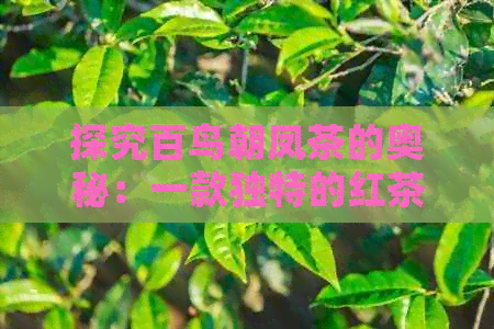 探究百鸟朝凤茶的奥秘：一款独特的红茶品种及其价格影响