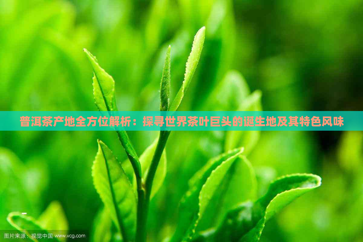 普洱茶产地全方位解析：探寻世界茶叶巨头的诞生地及其特色风味