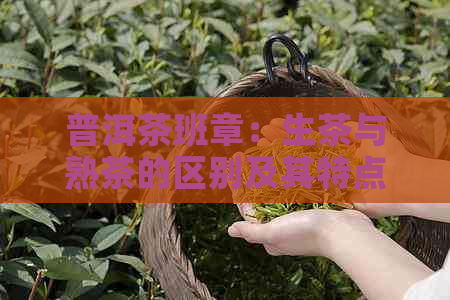 普洱茶班章：生茶与熟茶的区别及其特点解析