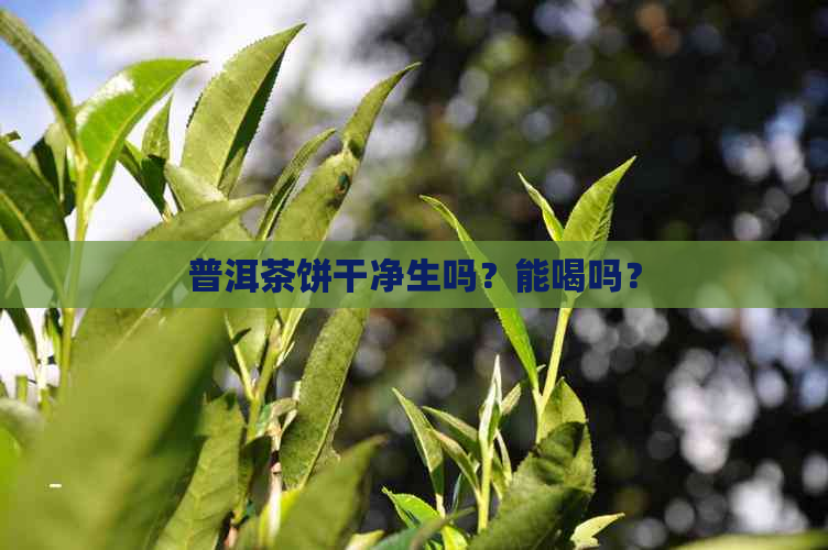 普洱茶饼干净生吗？能喝吗？