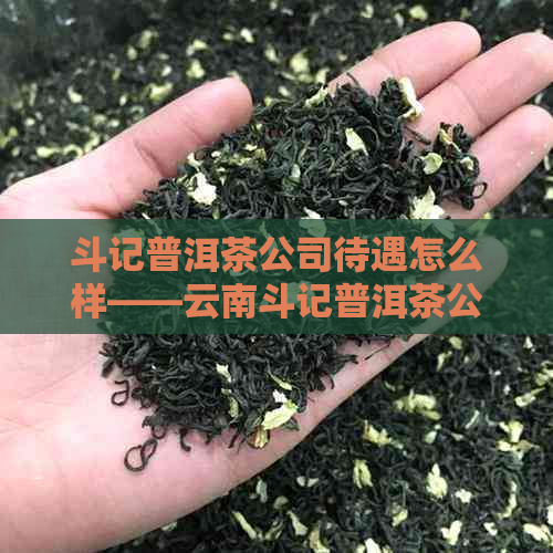 斗记普洱茶公司待遇怎么样——云南斗记普洱茶公司简介-斗记普洱茶官方网站