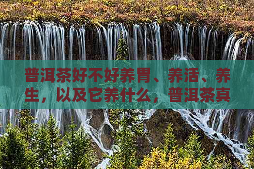 普洱茶好不好养胃、养活、养生，以及它养什么，普洱茶真的很好吗？