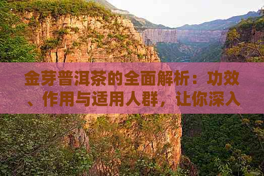 金芽普洱茶的全面解析：功效、作用与适用人群，让你深入了解这一独特茶类