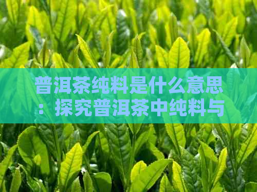 普洱茶纯料是什么意思：探究普洱茶中纯料与配料的区别。