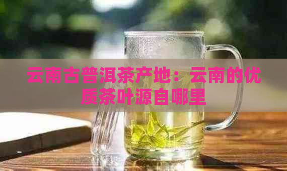 云南古普洱茶产地：云南的优质茶叶源自哪里