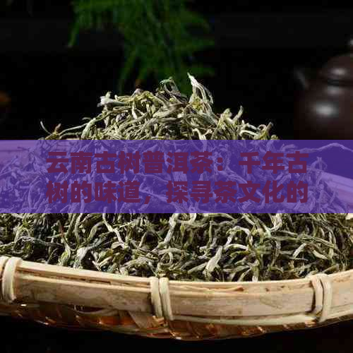 云南古树普洱茶：千年古树的味道，探寻茶文化的秘密，品味醇厚的自然之韵