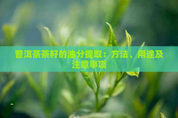 普洱茶茶籽的油分提取：方法、用途及注意事项