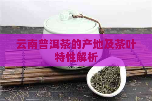 云南普洱茶的产地及茶叶特性解析