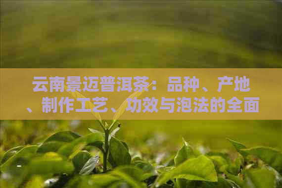 云南景迈普洱茶：品种、产地、制作工艺、功效与泡法的全面解析