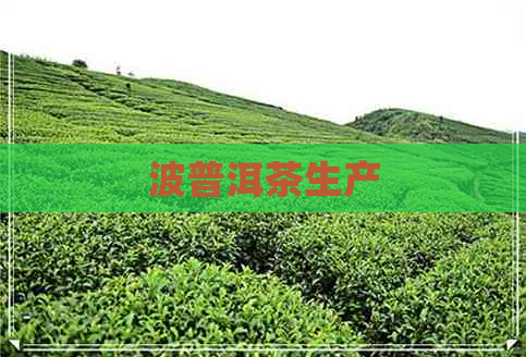 波普洱茶生产