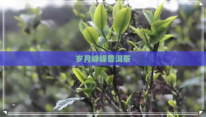 岁月峥嵘普洱茶