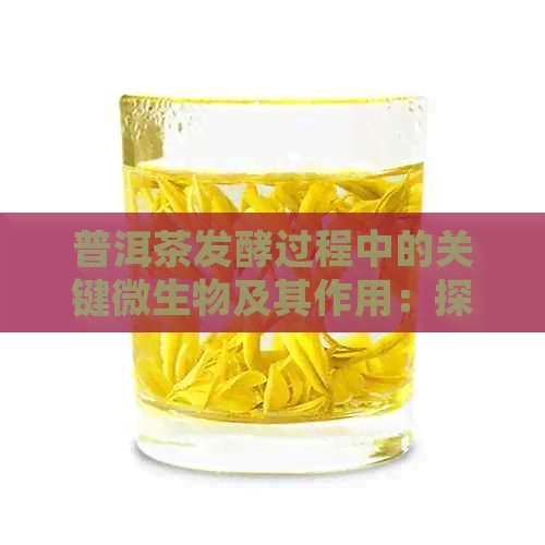 普洱茶发酵过程中的关键微生物及其作用：探索渥堆期间的微生物互动