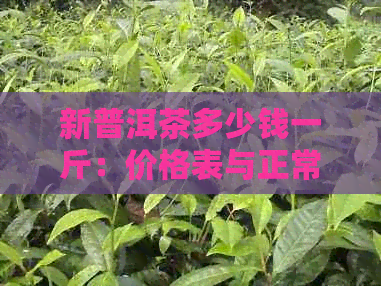 新普洱茶多少钱一斤：价格表与正常范围