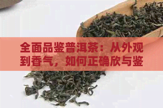 全面品鉴普洱茶：从外观到香气，如何正确欣与鉴别普洱茶的味道？