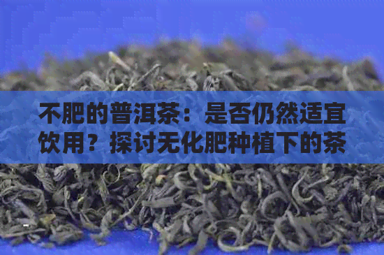 不肥的普洱茶：是否仍然适宜饮用？探讨无化肥种植下的茶叶品质