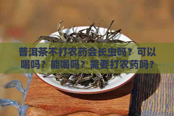 普洱茶不打农药会长虫吗？可以喝吗？能喝吗？需要打农药吗？