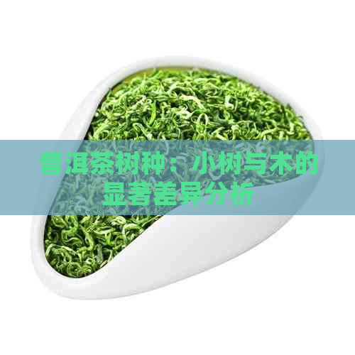 普洱茶树种：小树与木的显著差异分析