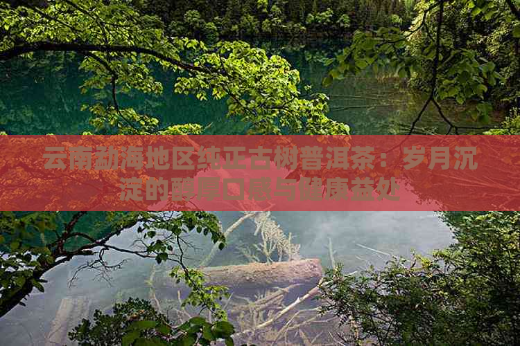 云南勐海地区纯正古树普洱茶：岁月沉淀的醇厚口感与健康益处