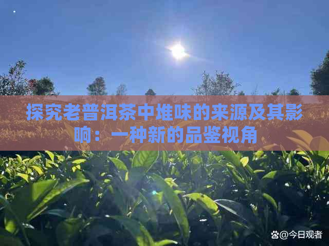 探究老普洱茶中堆味的来源及其影响：一种新的品鉴视角