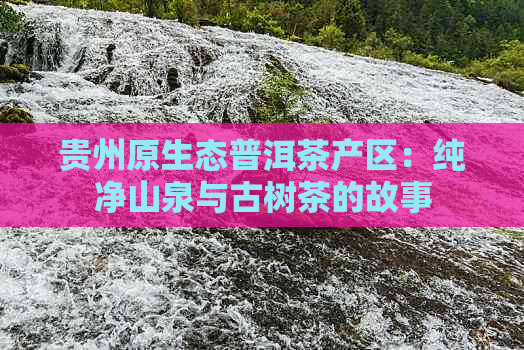 贵州原生态普洱茶产区：纯净山泉与古树茶的故事