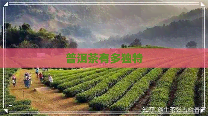 普洱茶有多独特