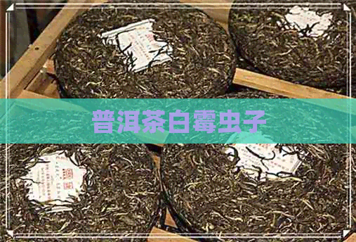 普洱茶白霉虫子