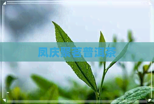 凤庆聚茗普洱茶