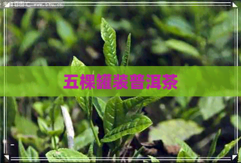 五棵罐装普洱茶