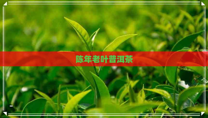 陈年老叶普洱茶