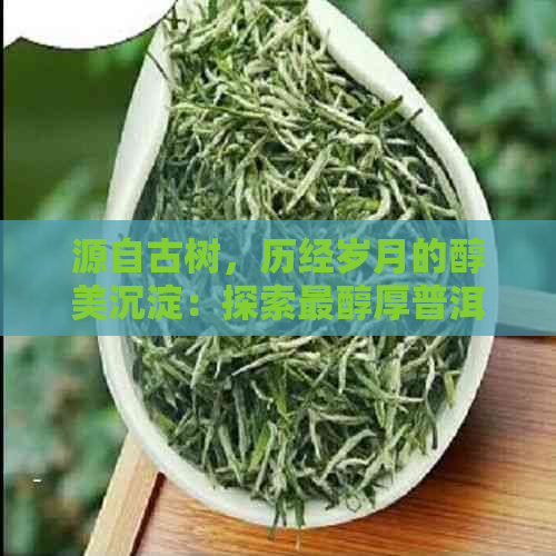 源自古树，历经岁月的醇美沉淀：探索最醇厚普洱茶的秘密