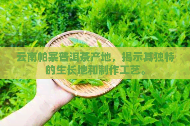 云南帕寨普洱茶产地，揭示其独特的生长地和制作工艺。