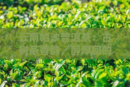 云南帕沙普洱茶：古树茶香韵，醇厚回的云南名茶