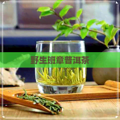 野生班章普洱茶