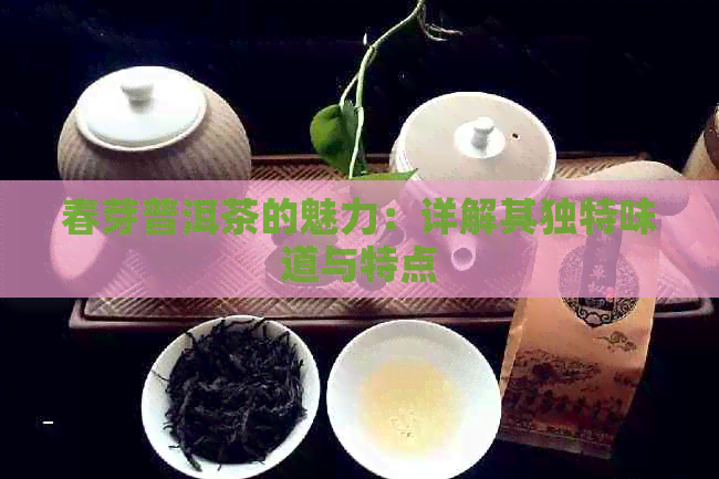 春芽普洱茶的魅力：详解其独特味道与特点