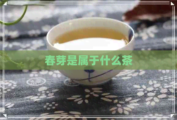 春芽是属于什么茶