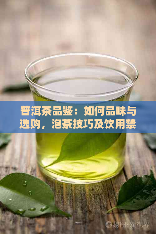 普洱茶品鉴：如何品味与选购，泡茶技巧及饮用禁忌全解析