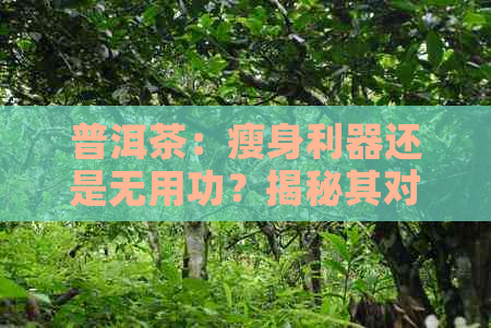 普洱茶：瘦身利器还是无用功？揭秘其对减肚子效果的真实解析